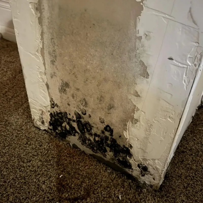 Professional Mold Removal in Sampson County, NC